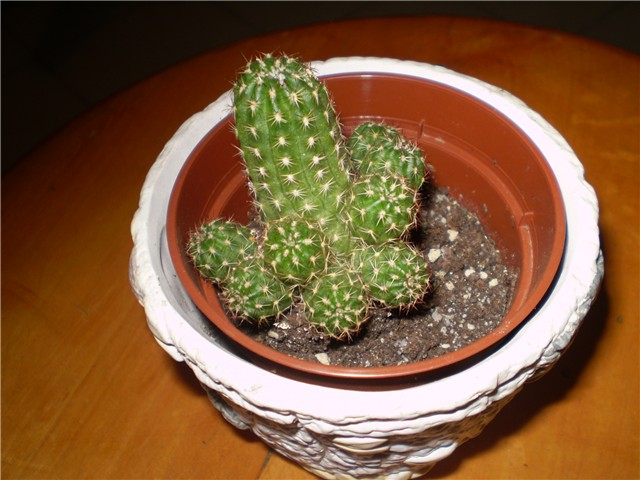 kaktus